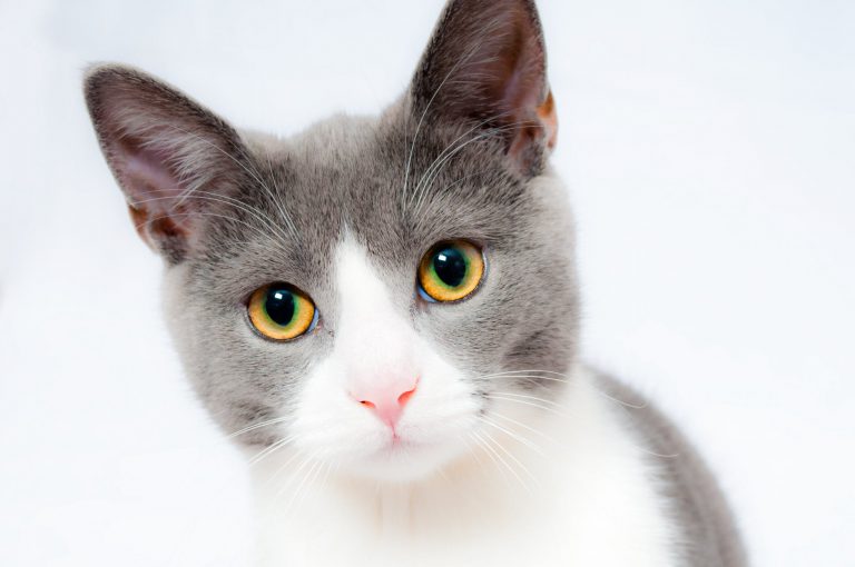Dla miłośników zwierząt – kolorowanki z kotkiem