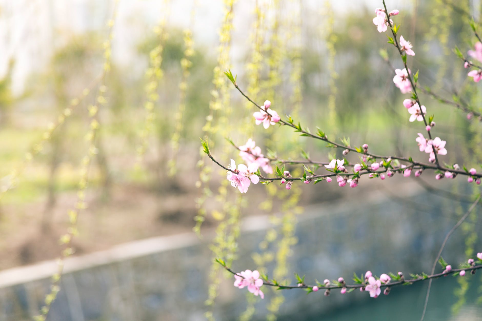 Wiosenna kolorowanka – dla miłośników natury